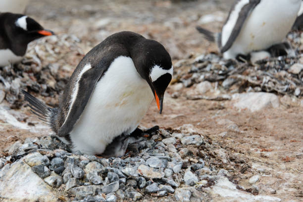 istock Gentoo penguin with chicks in nest 929755068