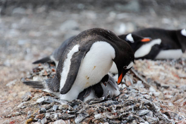 istock Gentoo penguin with chicks in nest 929755164