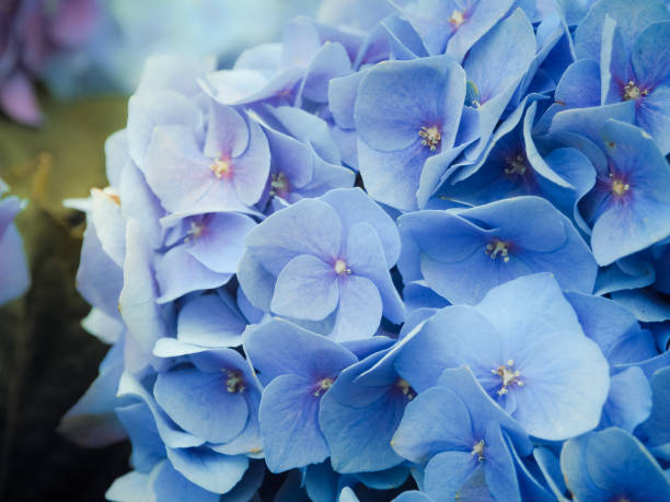 istock Blue Hydrengeas flowers blooming 929755434