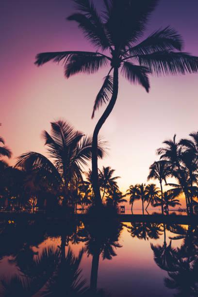 istock palm tree silhouettes on mauritius island, africa 929755528