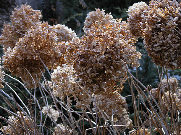 Dried Hydrangea stock photo