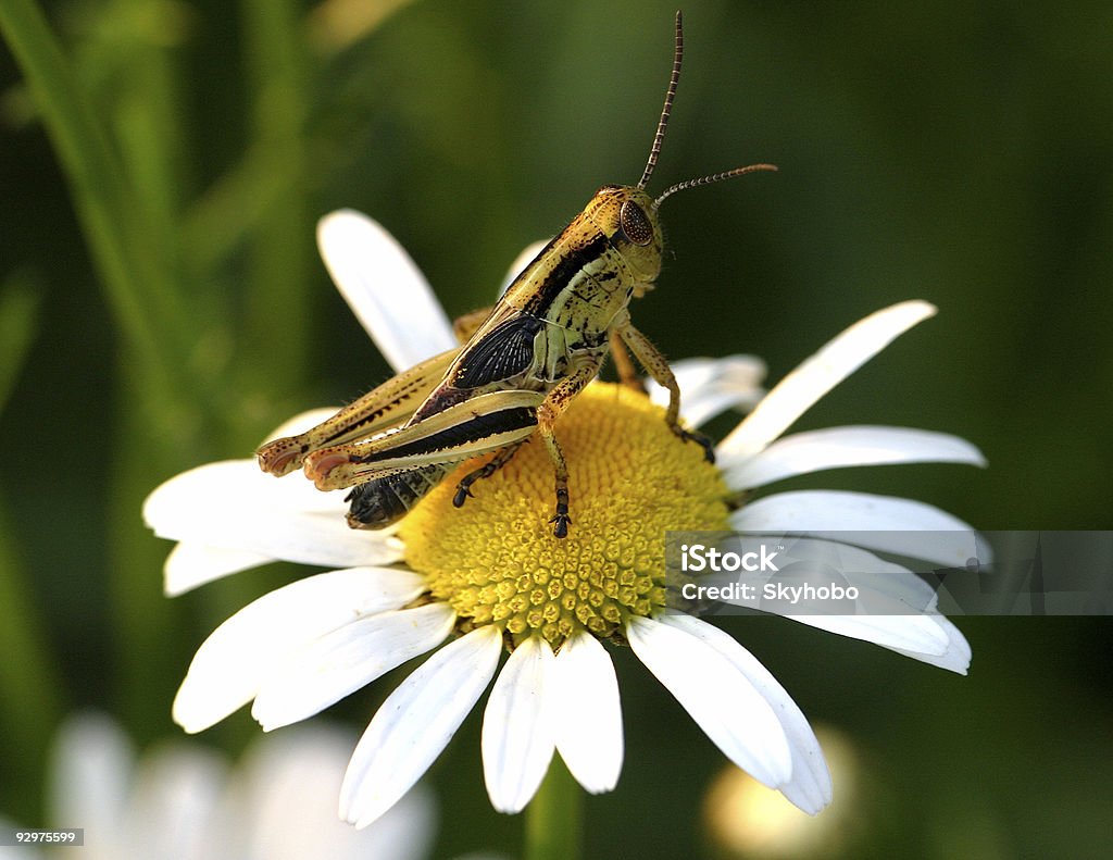 Sauterelle Perche - Photo de Animaux nuisibles libre de droits