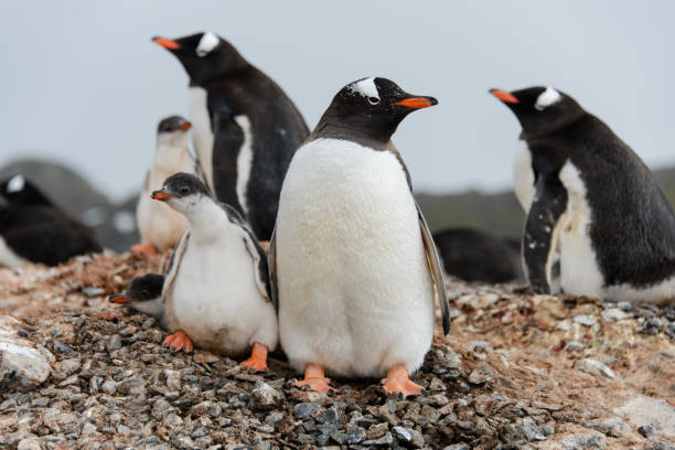istock Gentoo penguin with chicks in nest 929756118