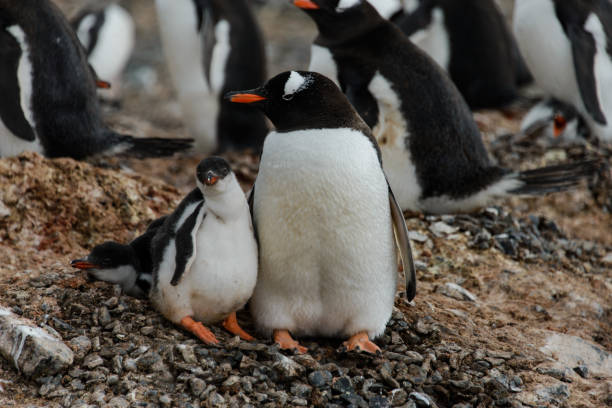 istock Gentoo penguin with chicks in nest 929758190