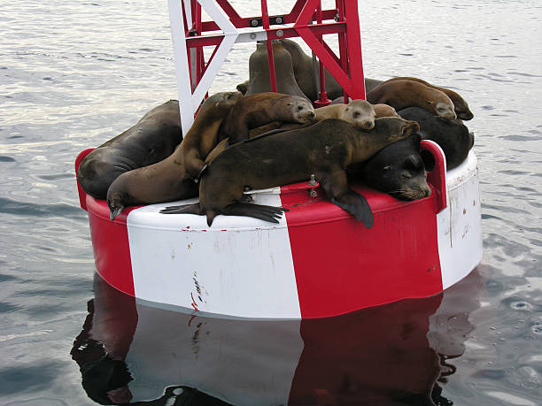 istock California Sea Lions 92975826