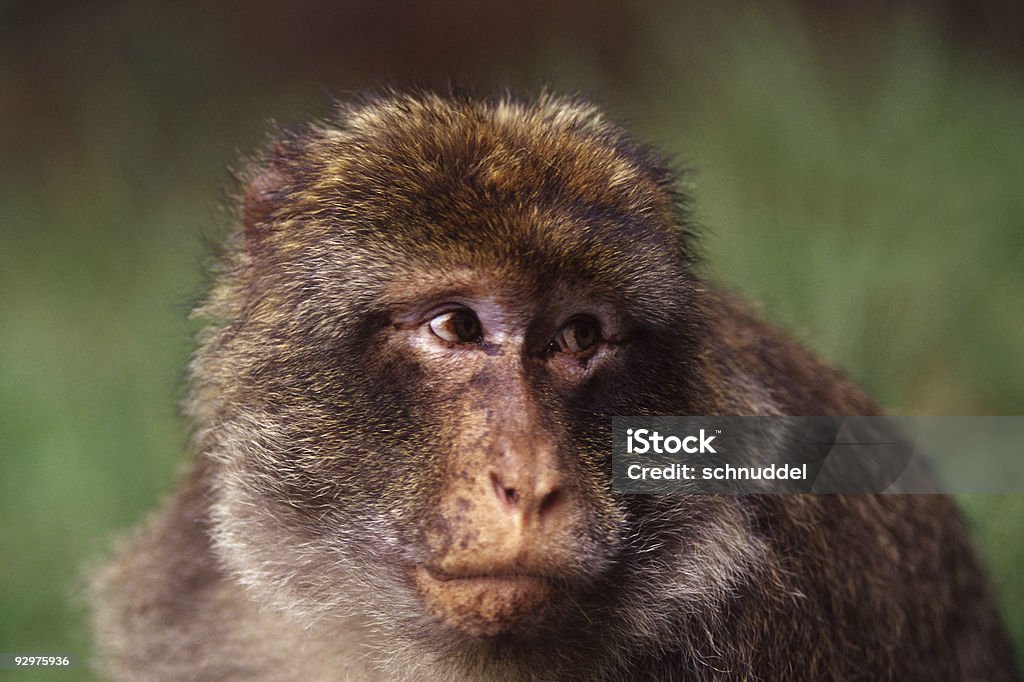 - de-macaco - Foto de stock de Animal royalty-free