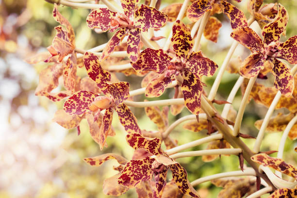 tiger orchid - grammatophyllum speciosum bl. - flower head botany florist forest photos et images de collection