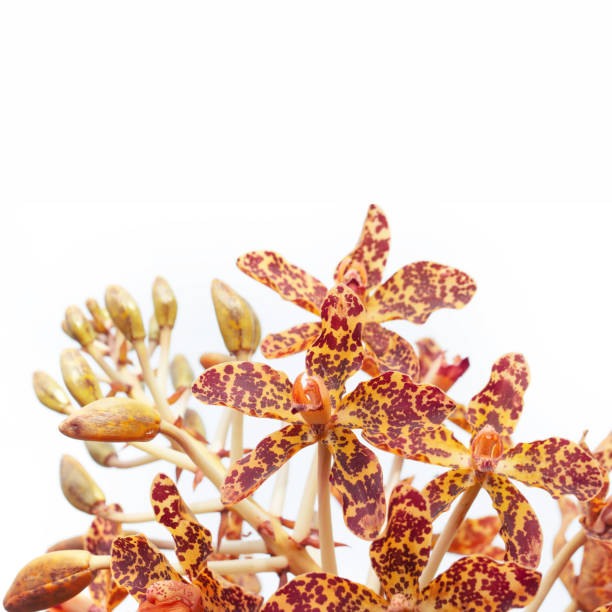 Tiger Orchid - Grammatophyllum Speciosum Bl.Giant wild orchid of the tropics of Asia. Color toned.