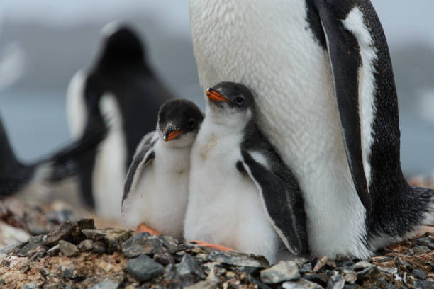 istock Two gentoo penguin's chicks in nest 929760870