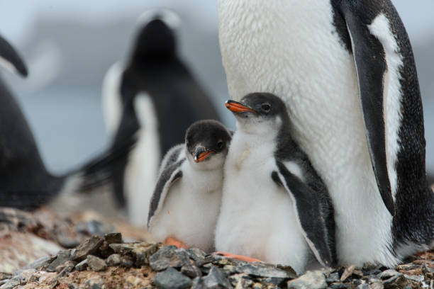 istock Two gentoo penguin's chicks in nest 929760920
