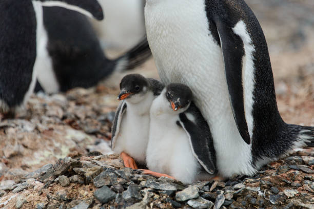 istock Two gentoo penguin's chicks in nest 929760968