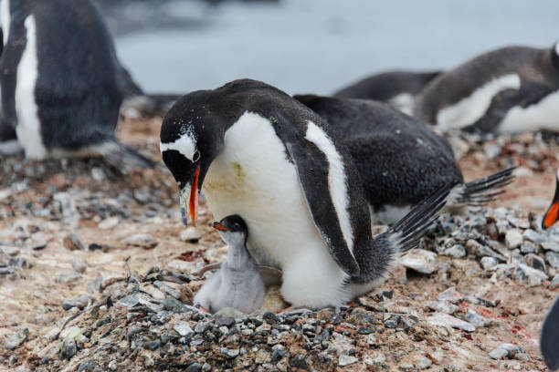 istock Gentoo penguin with chicks in nest 929761094