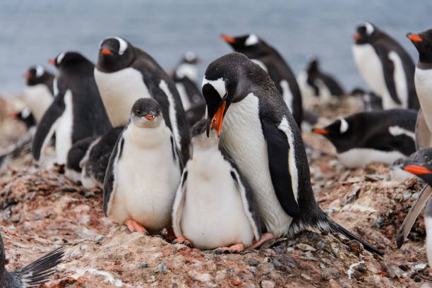 istock Gentoo penguin with chicks in nest 929761390