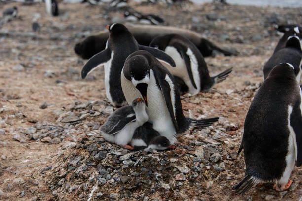 istock Gentoo penguin feeds chick in nest 929764086