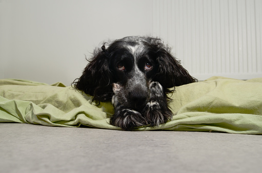 spaniel sad looking at the camera with her head resting on his paws
