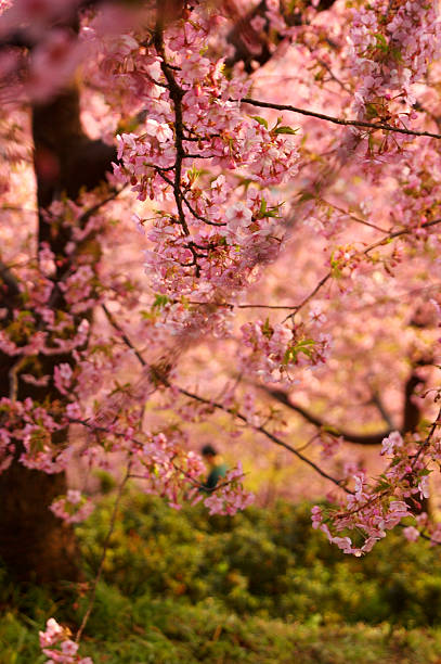 Sea of pink stock photo