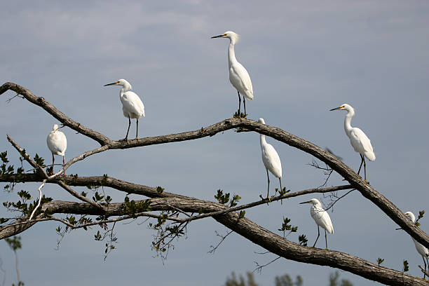 istock egret committee meeting 92976761