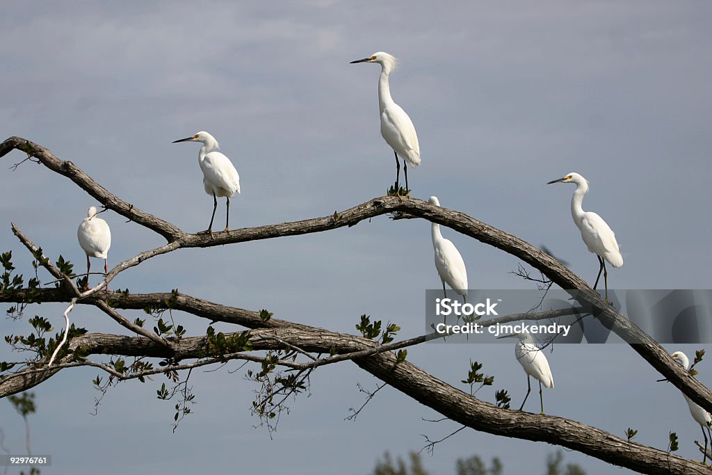 egret committee meeting  Animal Wildlife Stock Photo