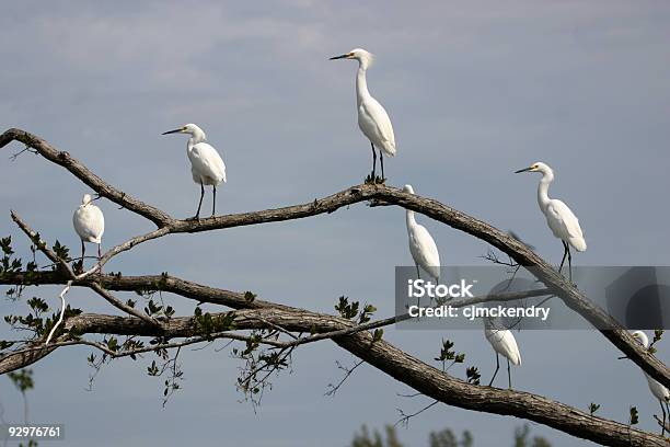 Egret Committee Meeting Stock Photo - Download Image Now - Animal Wildlife, Animals In The Wild, Aquatic Organism