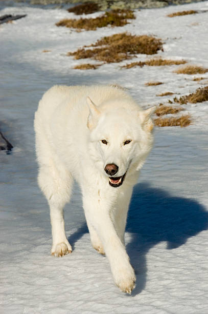 White wolf dog on the snow stock photo