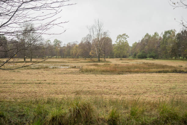 istock Beautiful moor landscape in the lueneburger heide 929769112