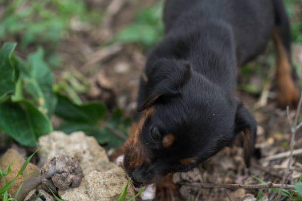 istock Rottweiler Puppy eating bone in nature 929769340