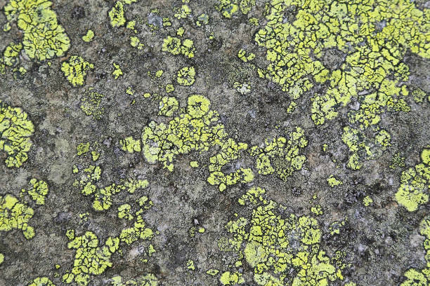 istock the texture of the stone with lichen 929769916