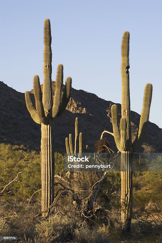 Saguaro Sonnenuntergang - Lizenzfrei Abenddämmerung Stock-Foto