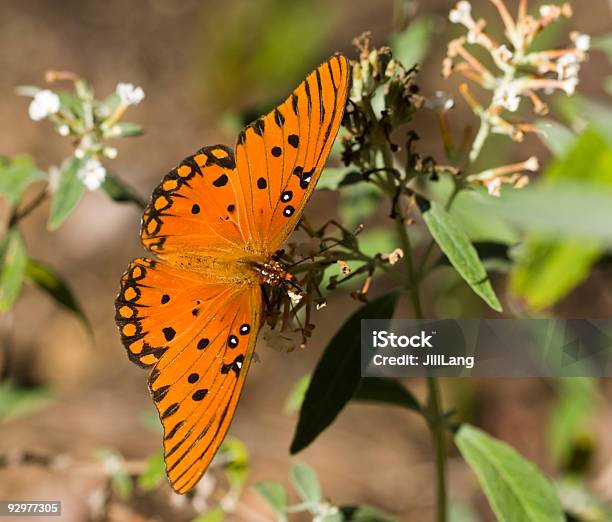 Залив Fritillary Бабочка — стоковые фотографии и другие картинки Бабочка - Бабочка, Северная Каролина - штат США, Бухта