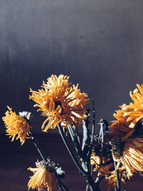 istock Dried  yellow chrysanthemums on grey background. 929776530