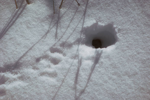 buraco de rato no inverno com neve com traços em frente à entrada - mouse rodent animal field mouse - fotografias e filmes do acervo