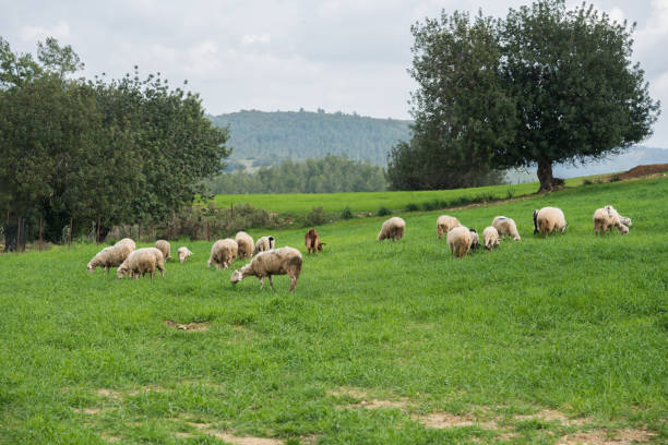 istock Herd of sheep in Anatolian 929780014