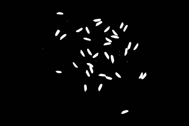 istock Organic mixed thrown rice explosion. Rice texture for background. Silhouette of flakes, spread on the flat surface or table. Top view. Vector. 929781460