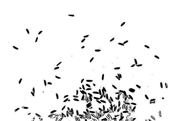 Vector Rice Flakes 30+ Raw Flake Background Stock Illustrations, Royalty-Free Vector ...