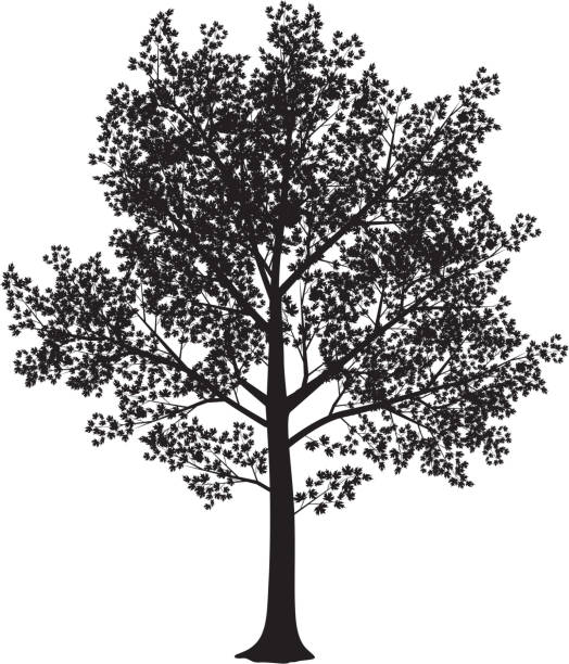 Maple silhouette  maple tree stock illustrations