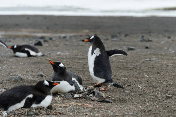 istock Gentoo penguin going with stone in beak 929785876