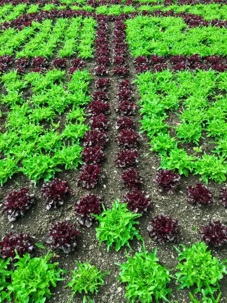 Summer garden with red and green lettuce. Healthy food.