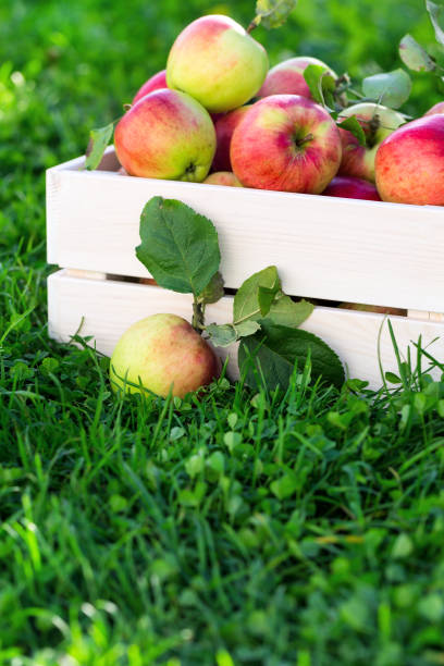 istock Apples in wooden crate in garden 929790744