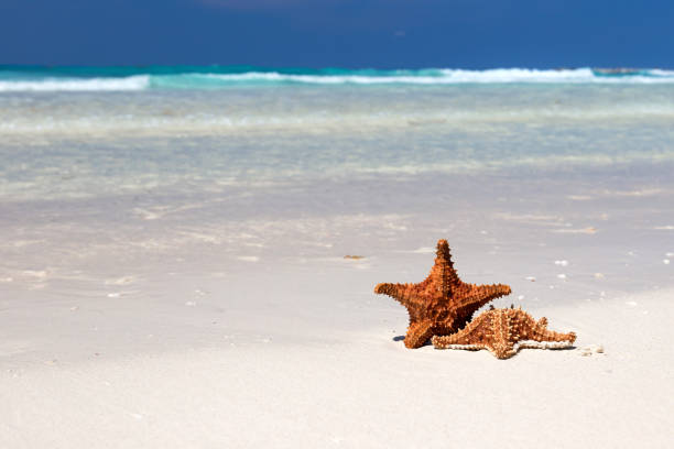 istock Starfishes on caribbean sandy beach 929797730