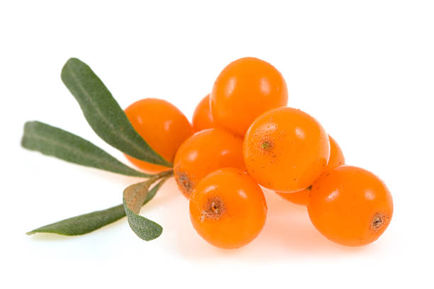 istock sea buckthorn  isolated 92979918