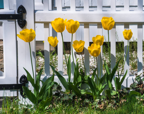 istock Yellow Tulips along the Fence Line 929800660