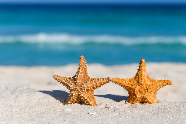 istock Two starfishes on caribbean sandy beach 929803372