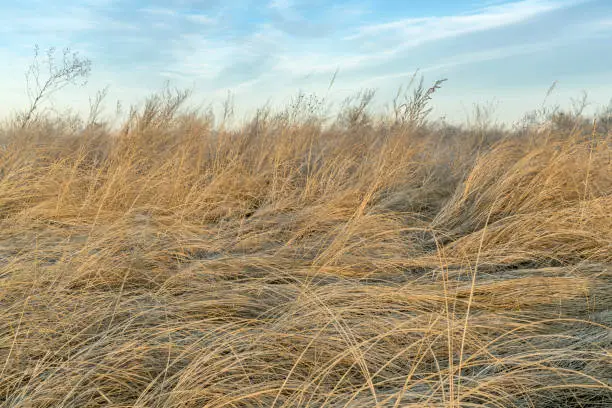 background of dry tall grass and weeds