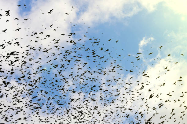 istock silhouettes of crows on blue sky background with clouds 929803770