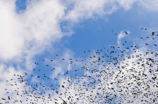 istock silhouettes of crows on blue sky background with clouds 929803788