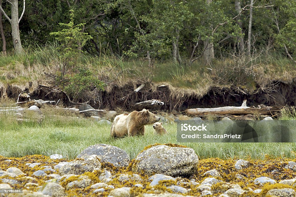 Grizzly bear with cub  Bear Stock Photo