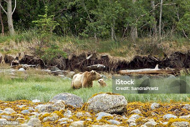 Grizzly Bear With Cub Stock Photo - Download Image Now - Bear, Vancouver Island, Watching