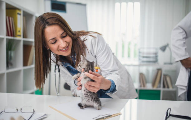 istock Young veterinarian and a kitten 929806052