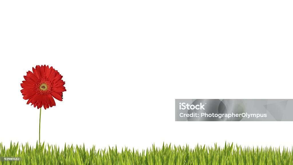 Czerwony gerbera wyizolowane na trawie - Zbiór zdjęć royalty-free (Bez ludzi)