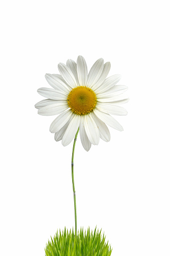 chamomile close-up on a green background, macro photo of chamomile